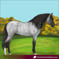 Horse Color:Gray Liver Red Roan 