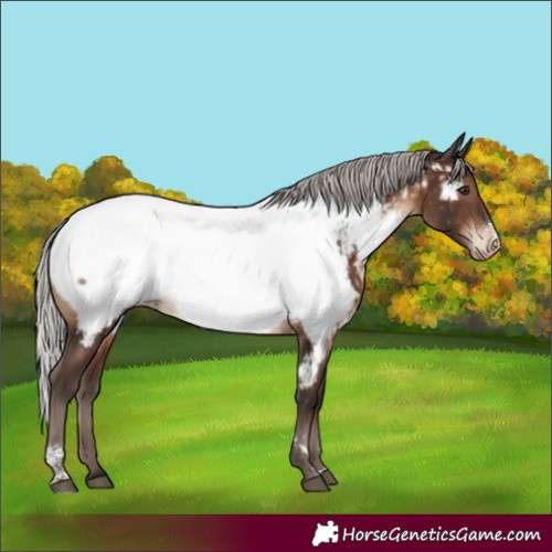 Horse Color:Silver Brown Sabino Appaloosa Rabicano 