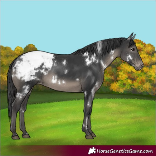 Horse Color:White Spotted Black Appaloosa Rabicano 