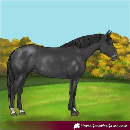 Horse Color:Black Appaloosa Rabicano 