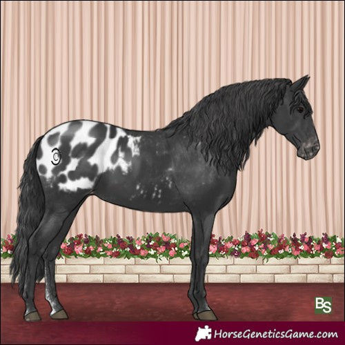 Horse Color:Black Sabino Blanket Rabicano