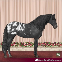 Horse Color:Black Sabino Blanket Rabicano