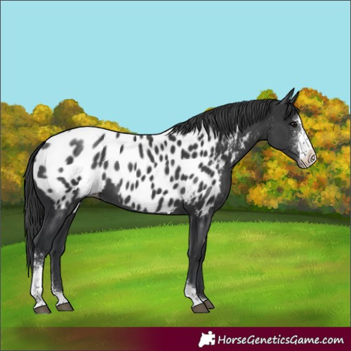 Horse Color:Black Sabino Appaloosa 