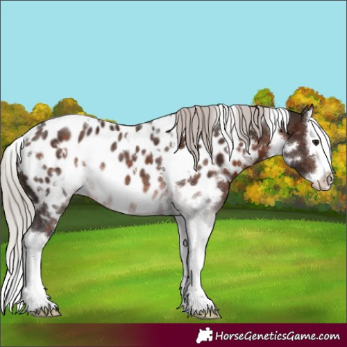 Horse Color:White Spotted Silver Brown Sabino Splash Appaloosa Rabicano 