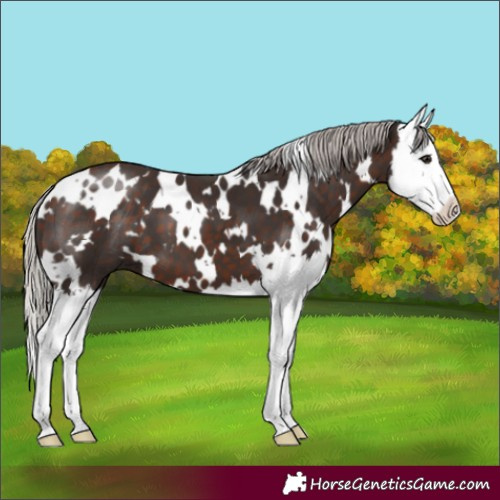Horse Color:White Spotted Silver Brown Splash