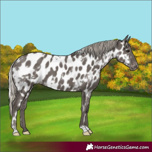 Horse Color:White Spotted Silver Smoky Black Appaloosa