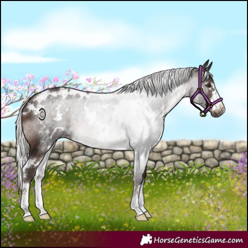 Horse Color:White Spotted Silver Brown 