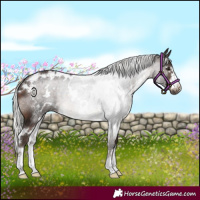 Horse Color:White Spotted Silver Brown