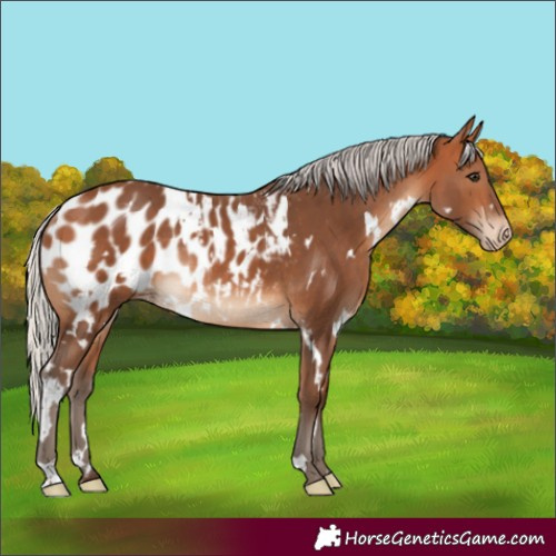 Horse Color:White Spotted Silver Bay Appaloosa Rabicano