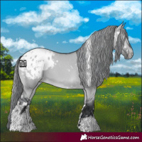 Horse Color:White Spotted Brown Chinchilla Dun Appaloosa 