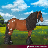 Horse Color:White Spotted Bay 