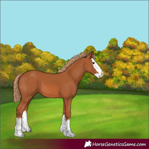Horse Color:Chestnut Splash 