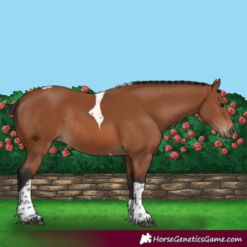 Horse Color:Bay Tobiano Rabicano 