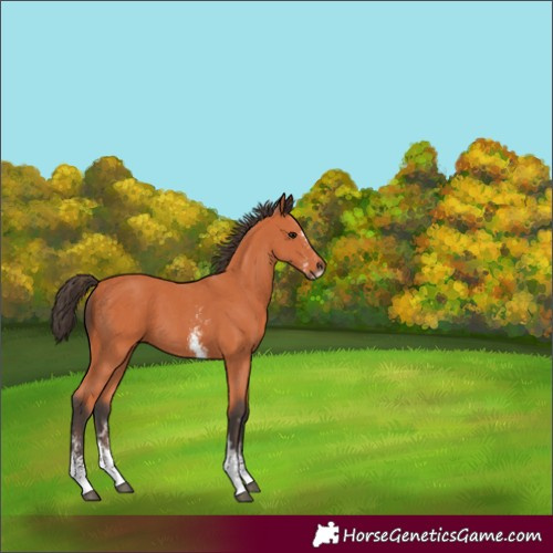 Horse Color:Bay Sabino 