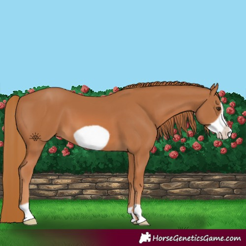 Horse Color:Chestnut Frame 