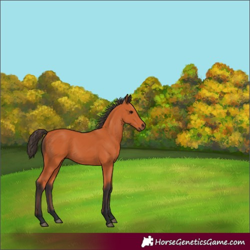 Horse Color:Bay 