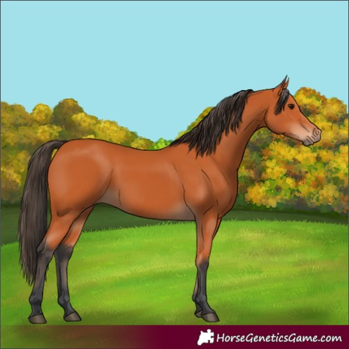 Horse Color:Bay 