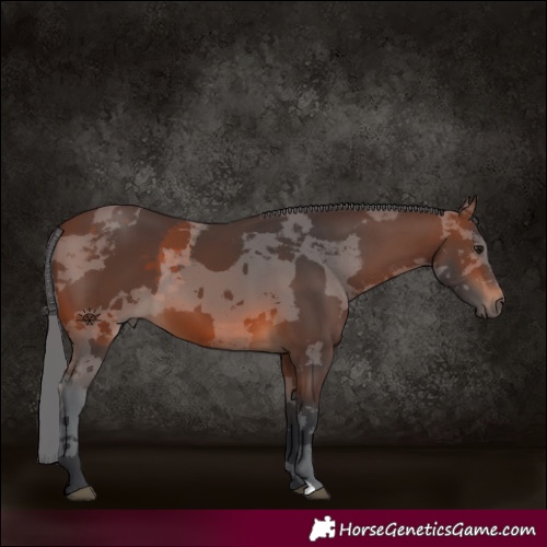 Horse Color:Brown Merle 