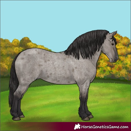 Horse Color:Smoky Grullo Roan 