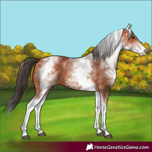 Horse Color:White Spotted Bay 