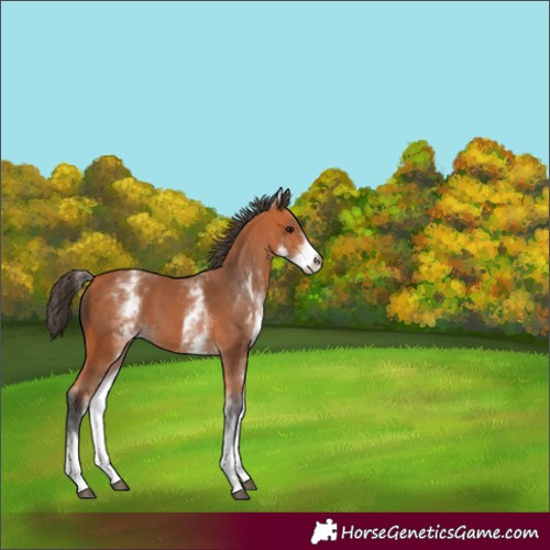 Horse Color:White Spotted Bay