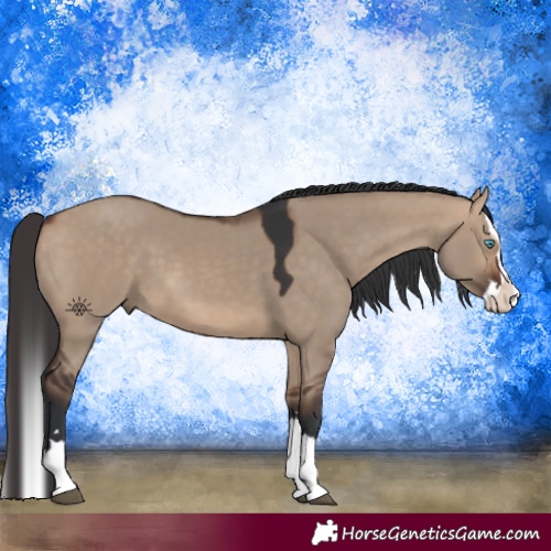 Horse Color:Bay Dun Splash 