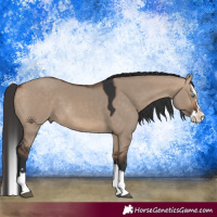 Horse Color:Bay Dun Splash 