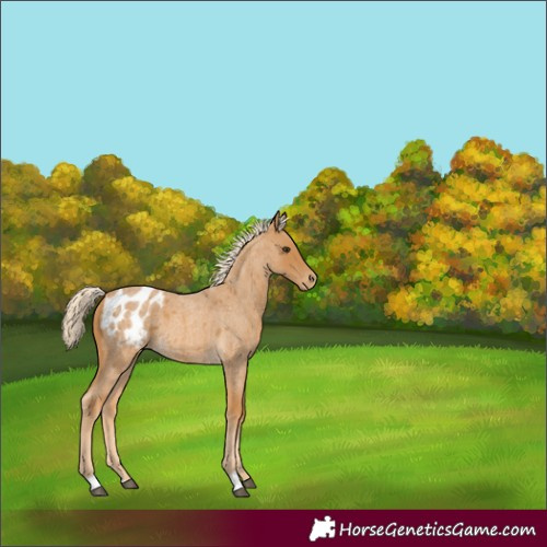 Horse Color:Palomino Roan Appaloosa 