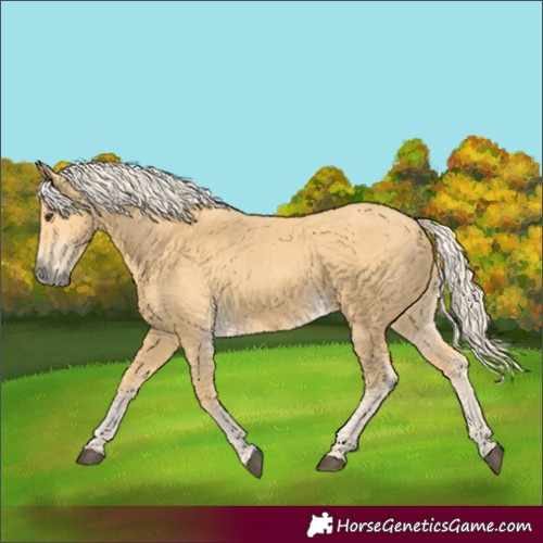 Horse Color:Palomino