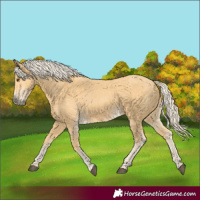 Horse Color:Palomino 