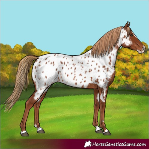 Horse Color:Chestnut Splash Appaloosa