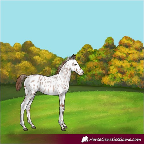 Horse Color:Red Roan Appaloosa 