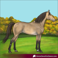 Horse Color:Buckskin Dun 