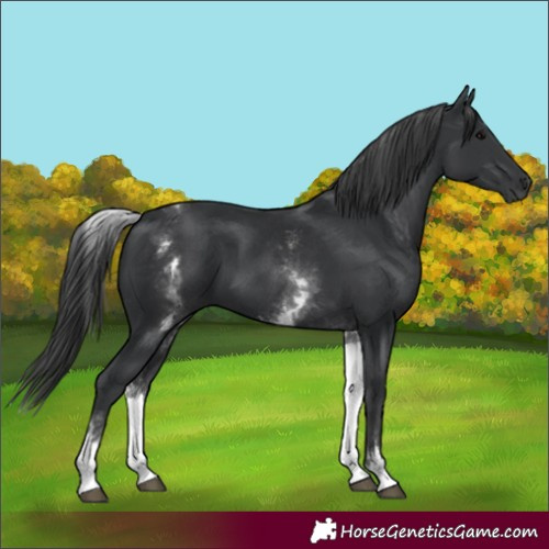 Horse Color:White Spotted Black 