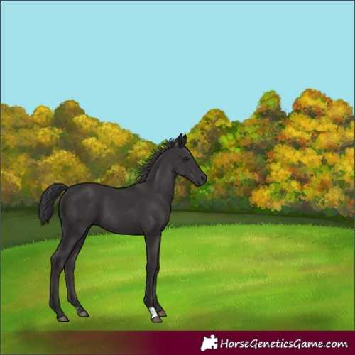 Horse Color:Smoky Black