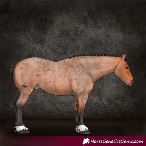 Horse Color:Bay Roan 