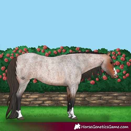 Horse Color:Bay Roan 