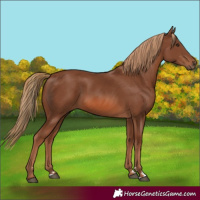 Horse Color:Chestnut 