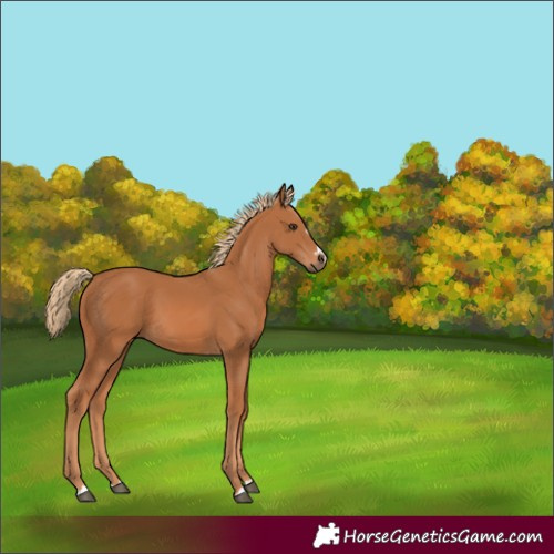 Horse Color:Chestnut 
