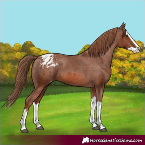 Horse Color:Chestnut Splash Appaloosa 