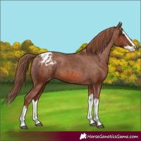 Horse Color:Chestnut Splash Appaloosa 