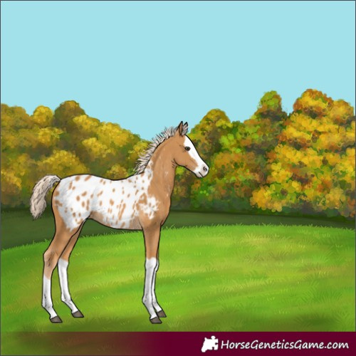 Horse Color:Palomino Splash Appaloosa 