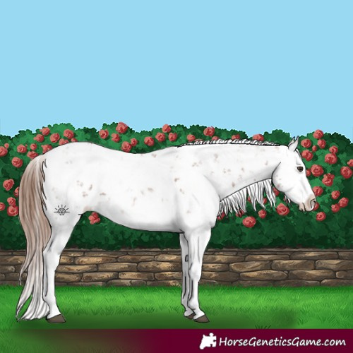 Horse Color:Chestnut Sabino Splash Appaloosa 