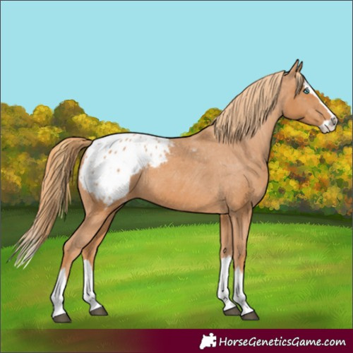 Horse Color:Chestnut Splash Appaloosa 