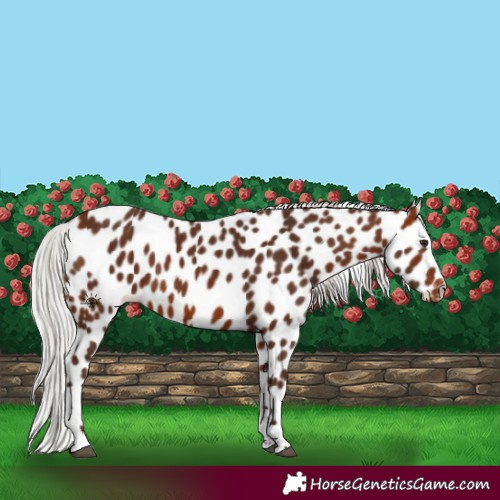 Horse Color:Silver Bay Tobiano Appaloosa 