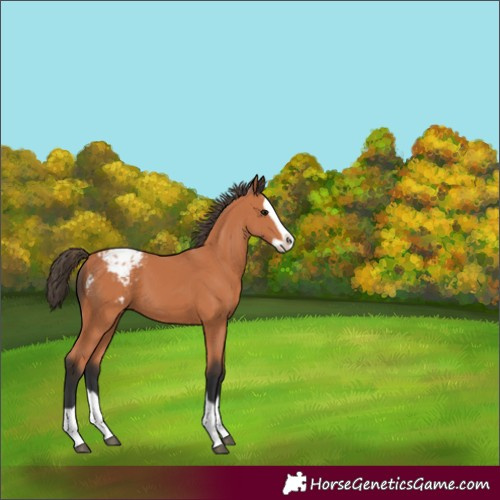 Horse Color:Bay Splash Appaloosa 