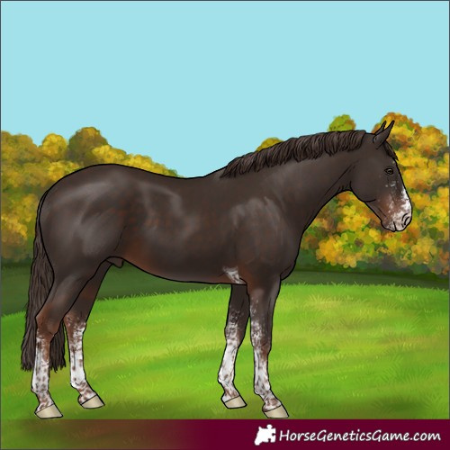 Horse Color:White Spotted Liver Chestnut Tobiano 