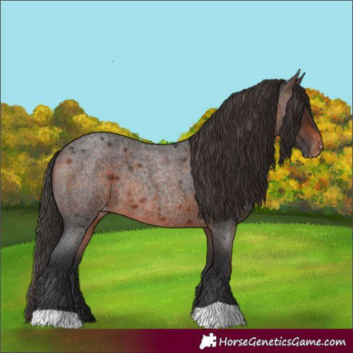 Horse Color:Brown Roan Appaloosa Rabicano