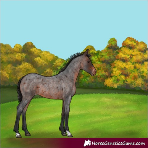 Horse Color:Brown Roan Appaloosa Rabicano 