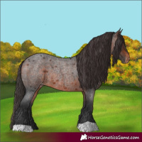 Horse Color:Brown Roan Varnish Rabicano
